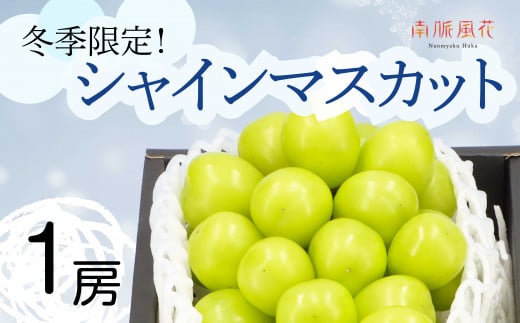 ＜2026年発送分先行予約＞冬に食べる　シャインマスカット１房 ALPAJ011　| シャインマスカット ぶどう フルーツ 冬 シャイン 1房 南アルプス市 山梨 山梨県 |