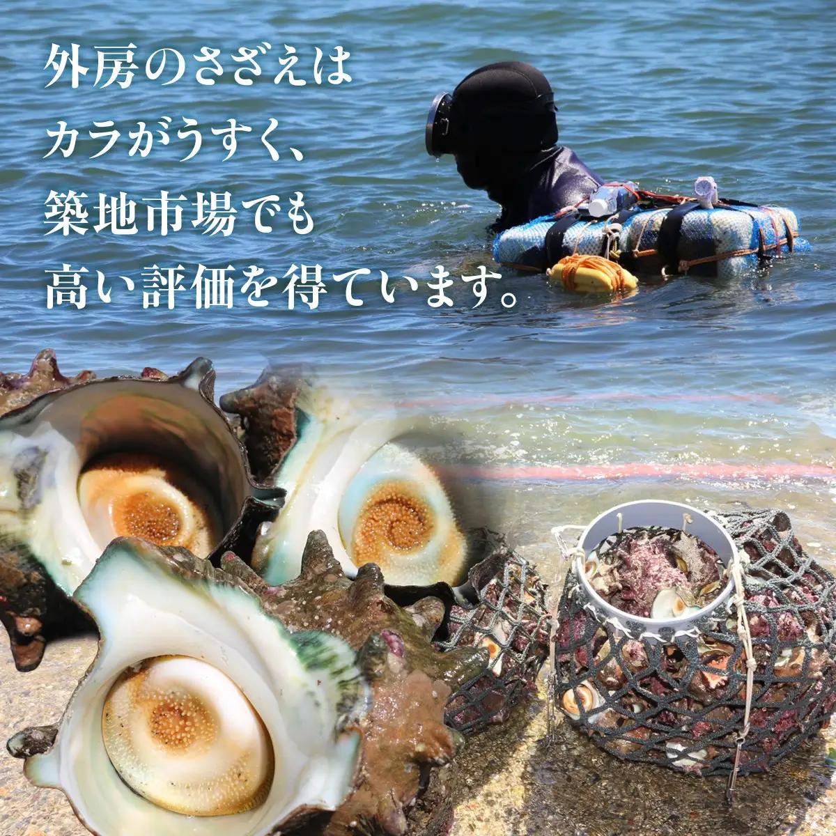 D202 活さざえA　ONJA010