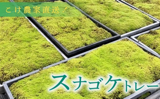 こけ専門農家直送!! スナゴケ（育苗トレー入り）2枚 エゾスナゴケ えぞすなごけ すなごけ こけ庭 苔庭 コケ庭 庭園 苔玉 コケ玉 インテリア インテリアグリーン 観葉植物 雑貨 装飾品 家庭用 簡単 お手軽 自由研究 綺麗 夏休み かんようしょくぶつ ガーデニング がーでにんぐ 園芸 植物 しょくぶつ コケ作り 苔作り こけ作り 農家直送 産地直送 牧之原市 静岡県 コケノミウラ