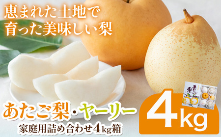 【先行予約】あたご梨2～3玉 ヤーリー3～7玉家庭用詰め合わせ4kg箱 石原果樹園 《11月中旬-12月下旬頃より発送予定》岡山県 浅口市 梨 なし 果物 フルーツ くだもの あたご 訳あり