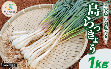 【2026年1月より順次発送】久米島の潮風育ち！島らっきょう 1kg 農家直送 国産 新鮮 旬 沖縄 島野菜 鮮度 塩漬け 天ぷら 肉巻き キムチ 漬け物 レシピ アレンジ 人気 おつまみ シャキシャキ 疲労回復 滋養強壮 食物繊維