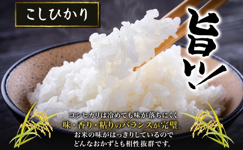 令和6年産 長野県 信州 上田市産 こしひかり 10kg×2袋 計20kg 精米 白米 ブランド米  銘柄米 コシヒカリ ご飯 ライス お弁当 おにぎり 主食 国産 日本産 和食 お取り寄せ