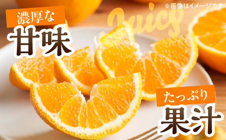 先行予約 不知火 計4.5kg 傷み補償分付き 期間限定 果物 くだもの フルーツ 蜜柑 ミカン 柑橘 おやつ デザート みかんジュース ゼリー シャーベット おすすめ おすそ分け 国産 食品 産地直