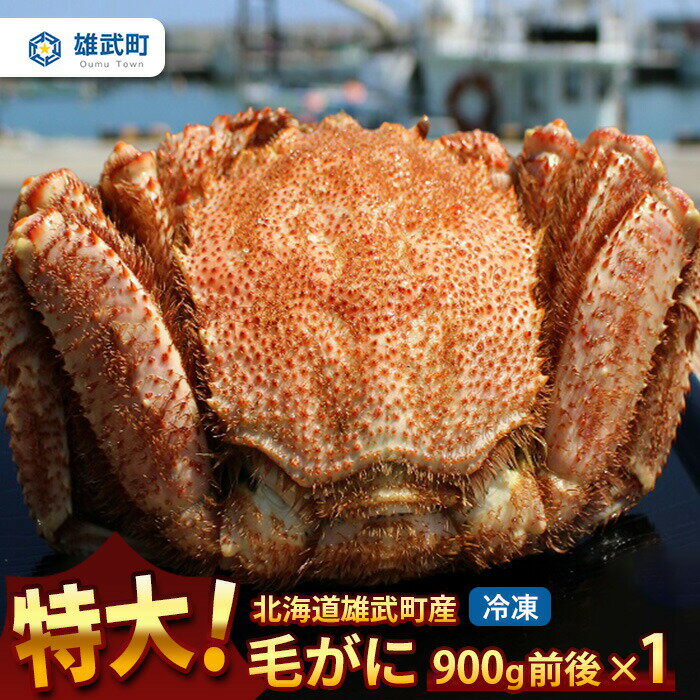 【ふるさと納税】超特大毛がに900g前後×1（冷凍） オホーツク産 オホーツク 毛がに 毛ガニ 毛蟹 蟹 カニ 900g 1尾 かにみそ カニみそ かに味噌 濃厚 海産物 海鮮 魚介 冷凍 ふるさと納税 北海道 雄武町 雄武【12014AA0101】