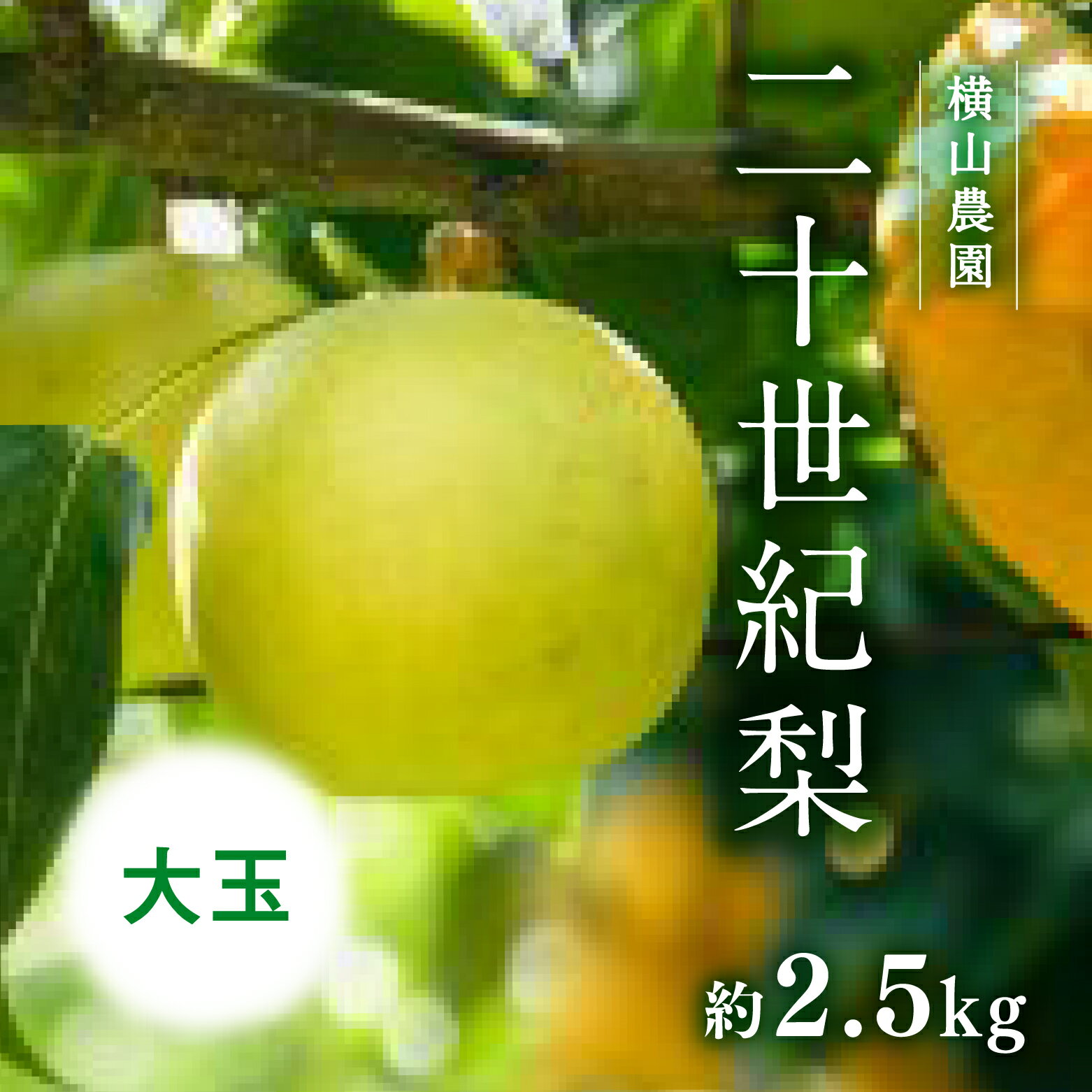 【ふるさと納税】【先行予約】横山農園 大玉厳選 二十世紀梨 2.5kg(5～6玉) 梨 なし フルーツ 果物 くだもの 鳥取県 佐治 梨 なし ナシ 鳥取県日野町