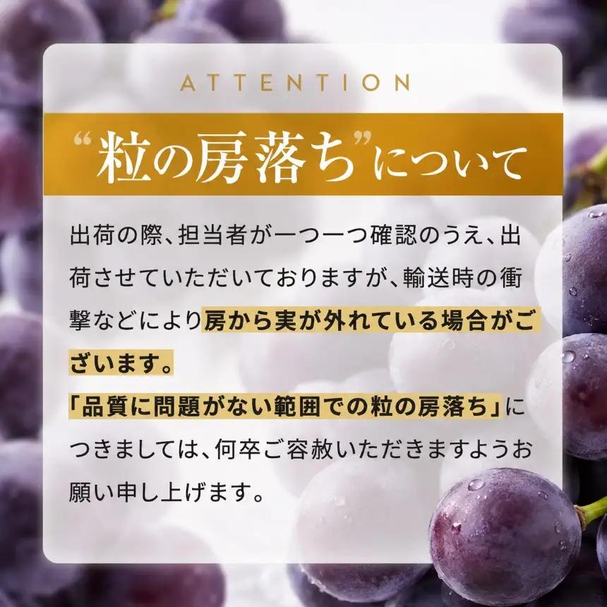 【先行予約】【数量限定】宮内果樹観光園のニュー巨峰 約2kg ぶどう 4房程度 | フルーツ 果物 くだもの ブドウ 葡萄 巨峰 ニュー巨峰 産地直送 国産 大分県 中津市