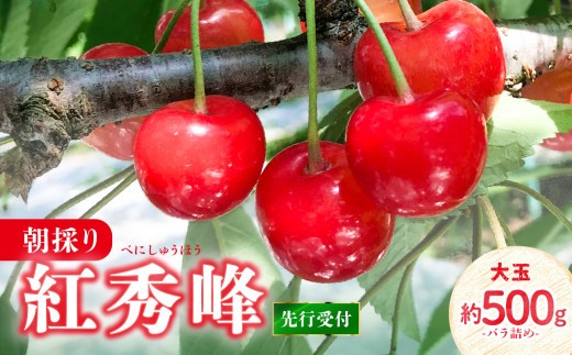 
                  《先行受付》さくらんぼ 朝採り 大玉 紅秀峰 バラ 約500g 【2026年6月中旬以降～順次発送予定】【022-002】
                