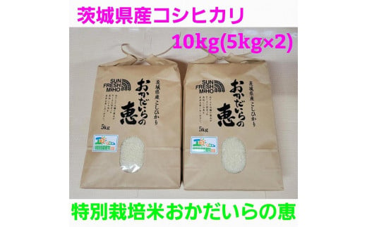 新米・令和6年産 コシヒカリ10kg（5kg×2）特別栽培米『おかだいらの恵』