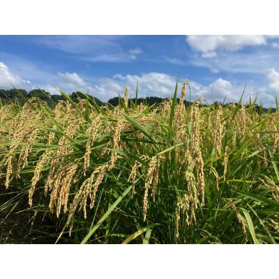 ふるさと納税 筑前町 【令和7年産】　福岡県産金のめし丸元気つくし　5kg(5kg×1袋) |  | 03