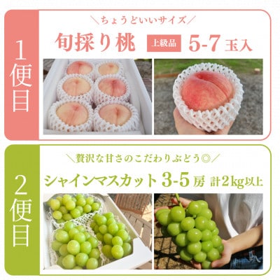 【発送月固定定期便】人気果物2種類が届く 桃とシャインの満足便!(岡山県産)全2回【配送不可地域：離島】
