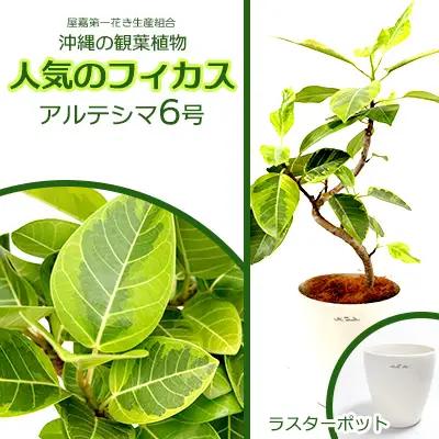 沖縄の観葉植物 フィカス アルテシマ6号 ラスターポット 観葉植物