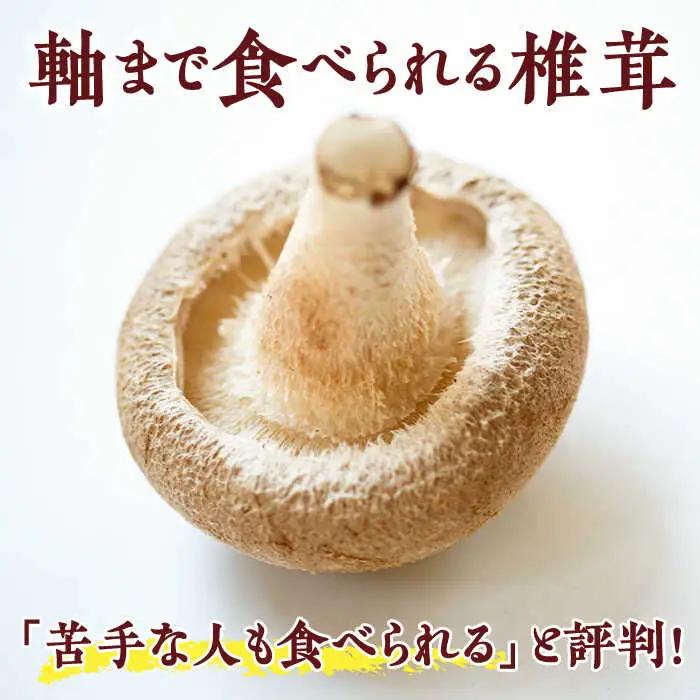 生椎茸 秀品15枚 SBX001 椎茸