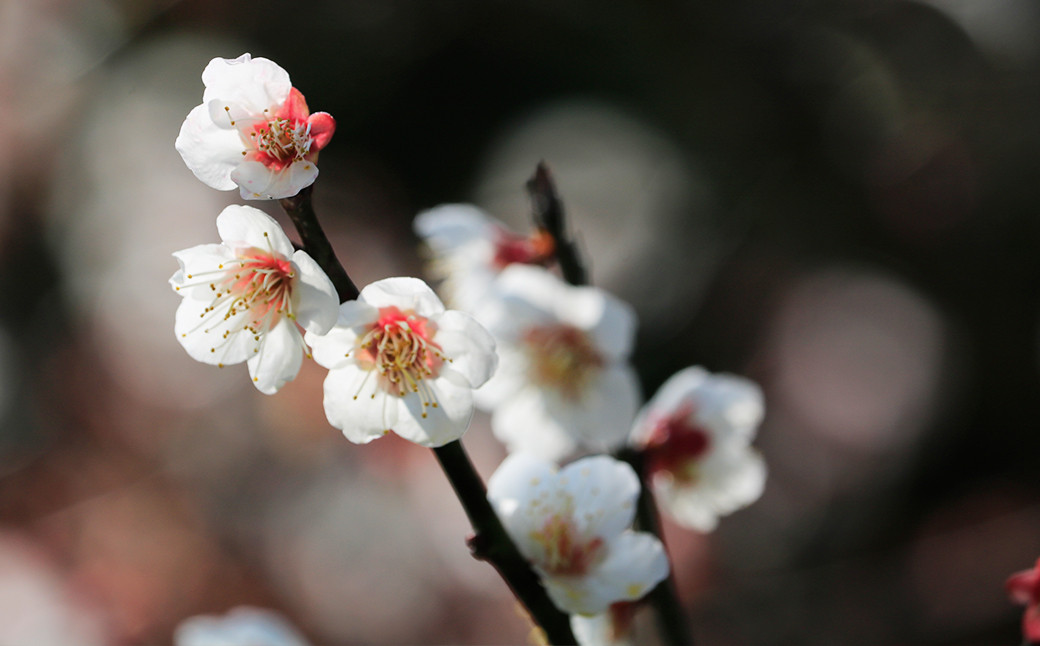 満開の梅の花を楽しめるお花見も企画しています。