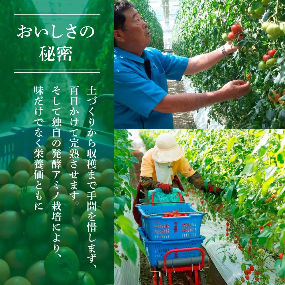 先行予約 訳ありフルーツトマト 3kg フルーツトマト BQAG054