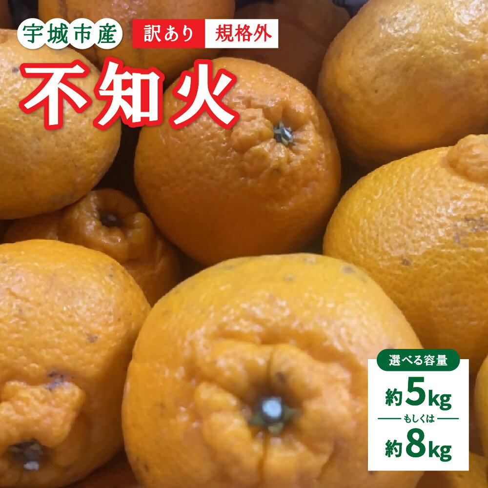 【ふるさと納税】【先行予約】 訳あり 不知火 規格外 サイズ不選別【選べる内容量】約5kg もしくは 約8kg 【2026年1月下旬〜2月下旬発送予定】デコポンと同品種 しらぬい 柑橘 九州 熊本県 宇城市 株式会社GGYパッケージ