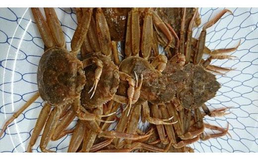 【先行予約 2026年11月中旬以降発送】 ボイル 親ガニ カニ酢付き （ 5 ～ 6枚 ）