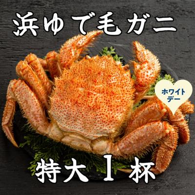 ふるさと納税 紋別市 【ホワイトデー】流氷明け浜ゆで毛ガニ　特大1杯