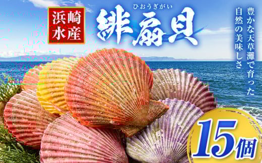 【西日本限定発送】浜崎水産の緋扇貝 15個 《12月上旬-12月末頃出荷》 【配送不可地域あり】 海鮮 海産物 海の幸 魚貝類 シーフード 貝 貝類 緋扇貝 浜崎水産 贈答 熊本県 苓北町 