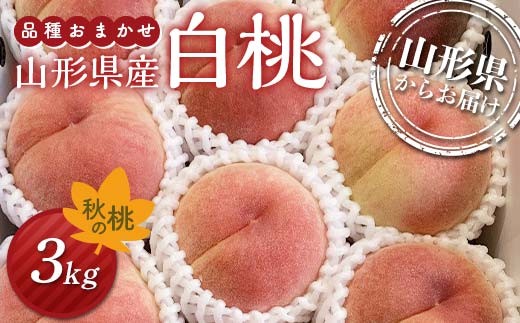 《先行予約》2026年度発送 秋の桃 山形県産白桃／品種おまかせ 3kg 箱満杯詰め（8～12個入り）  もも モモ 桃 デザート フルーツ 果物 くだもの 果実 食品 山形県 FSY-2525