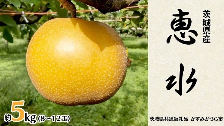 
            恵水 約 5kg 8玉～12玉 (茨城県共通返礼品 かすみがうら市) 産地直送 久保田果樹園 フルーツ 甘い 直送 茨城 限定 ギフト 梨 恵水 けいすい 果物 [DH003sa]
          