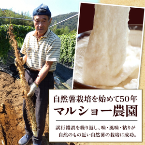 自然薯 1.15 kg 1 本  千葉県産 |  パイプ 栽培 マルショー農園 じねんじょ 君津市 きみつ 千葉県