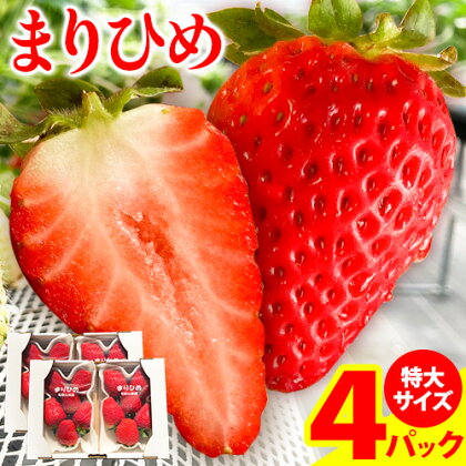 【ふるさと納税】希少！まりひめ　特大サイズ　約300g〜350g×4パック きよ農園《2026年1月中旬-3月下旬頃出荷》 和歌山県 日高町 いちご 苺 まりひめ フルーツ 果物 スイーツ 送料無料