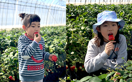 いちご とちおとめ M～L 約1kg いちご 下妻市産 本州のみ配送