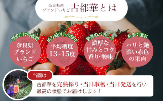 ［先行予約］【 いちご１２月から計４回定期便  】 ◆古都華　約３００g×２パック×４回 ◆ 【今朝摘みの丸笑いちご園】 ／ フルーツ いちご 苺 イチゴ  果物 くだもの 新鮮 完熟 朝採り 高級 
