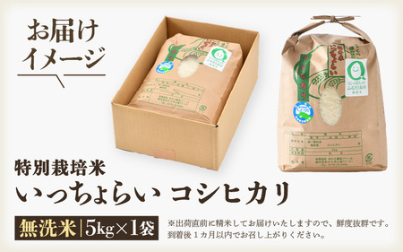 【令和5年産】特別栽培米 いっちょらい 無洗米 5kg ／ 福井県産 ブランド米 コシヒカリ ご飯 白米 新鮮 大賞 受賞