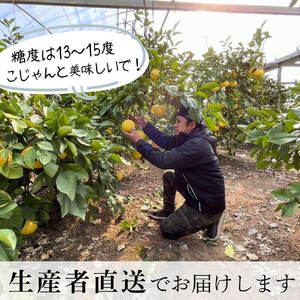 【先行予約】厳選 温室土佐文旦 約5kg（7?8玉） 高知県土佐市 【土佐文旦の藤岡】 [BQBJ002]