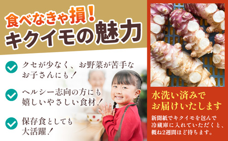 訳あり キクイモ 約2kg【配送不可地域あり】キクイモ