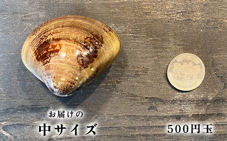 岬だよりの【大変希少な】天然はまぐり 中サイズ 500g×2袋【配送不可地域：離島】【1245795】