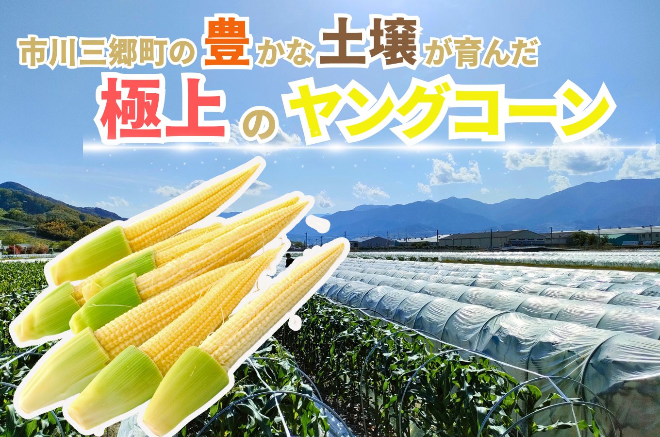【2025年5月中旬から発送】「ヤングコーン」25～35本入り 2kg箱 株式会社アグリ甲斐（山梨県市川三郷町産） [5839-2217]