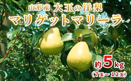 大玉の洋梨 マリゲットマリーラ 秀品 約5kg(7玉～12玉) 【令和8年産先行予約】FU23-005 くだもの 果物 フルーツ 山形 山形県 山形市 2026年産