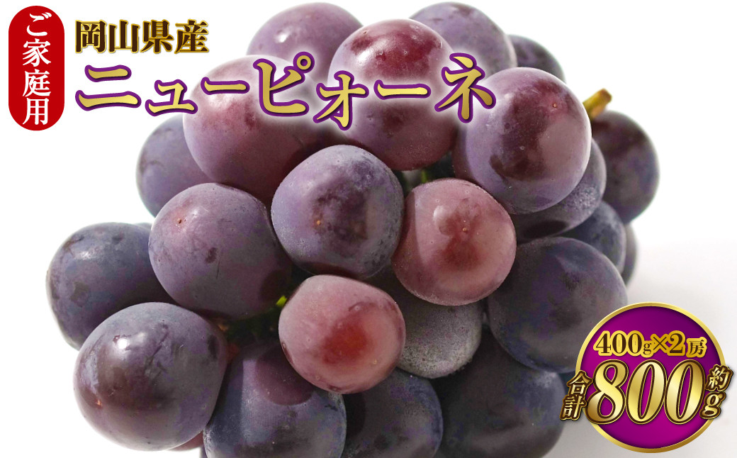 
ご家庭用 岡山県産 ニューピオーネ 約800g（400g×2房） 【2024年8月下旬～9月下旬迄発送予定】 果物 くだもの フルーツ ぶどう ブドウ 葡萄
