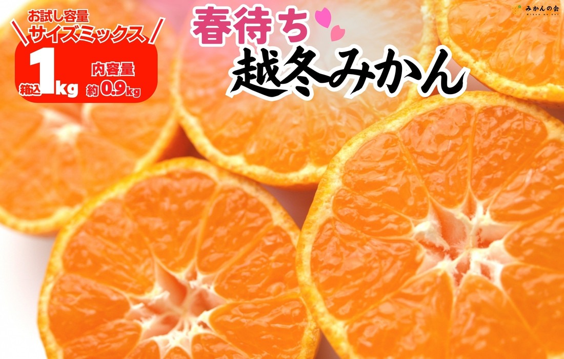 みかん 春待ち 越冬みかん 箱込1kg(内容量0.9kg) 等級／サイズミックス 和歌山県産 産地直送 AX429