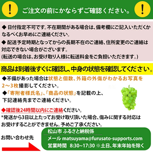 【先行予約】★8月下旬から発送★ 松山市産 シャインマスカット 1房 ピオーネ 1房のセット 計900g ぶどう 葡萄 フルーツ 果物 産地直送  期間限定 先行予約 くだもの ぶどう 葡萄 ブドウ 