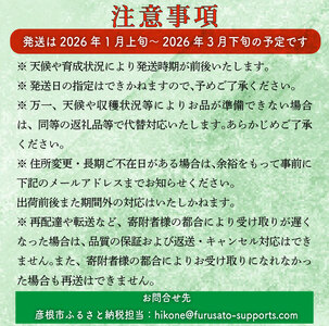 【2026年1月上旬から発送】いちご 紅ほっぺ 章姫 約1kg 苺 新鮮 美味しい 甘い おすすめ 果物 フルーツ ストロベリー