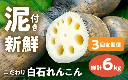 【先行予約】【全3回定期便】 れんこん 2kg×3回（総計6kg） 【れんこんの家やました】/レンコン 蓮根 佐賀県産 白石町産 野菜 根菜 高品質 九州 佐賀県 白石町 [IAW005]