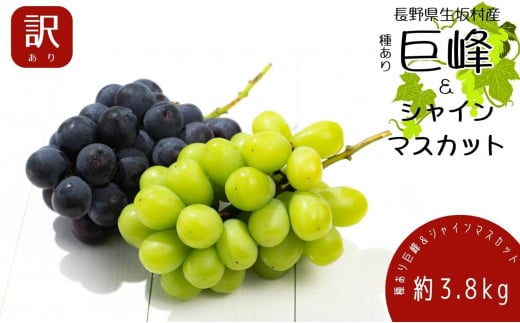 【2026年発送 先行予約】 訳あり 種あり巨峰＆シャインマスカット約3.8kg 9~13房 果物 ぶどう フルーツ デザート おやつ 長野県産 信州の葡萄 詰め合わせ