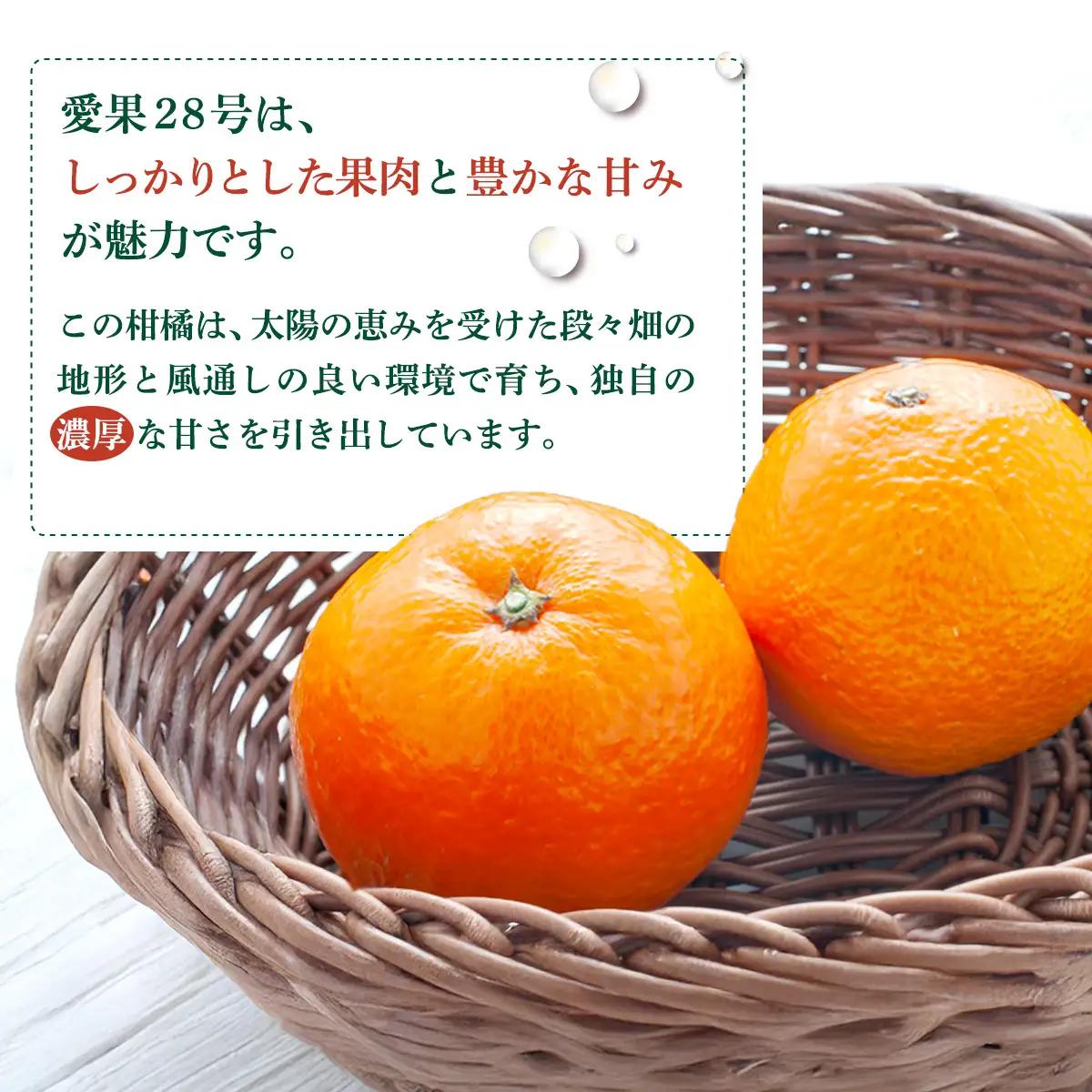 【先行予約】【訳あり】愛果28号 約5kg（小玉） | 柑橘 みかん 果物 フルーツ 愛媛県産 農家直送　※離島への配送不可　※2026年12月下旬から順次発送予定 IKTAU003