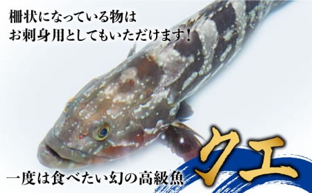 五島産養殖クエ鍋セット(五島うどん付) 海鮮 魚介 高級 魚 アラ 切身 ゼラチン コラーゲン 美容  五島市/五島ヤマフ [PAK002]