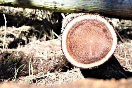 【KALCANO】小国杉ジュエリー hii-ひい イヤリング ジュエリー jewelry アクセサリー レディース 熊本 阿蘇小国杉 工芸品 木製 キューブ 一粒タイプ 木糸 ギフト プレゼント Og