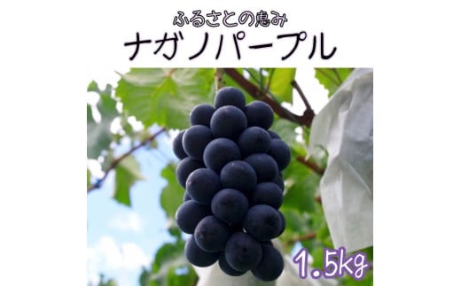 【南信州高森産】ふるさとの恵みナガノパープル1.5kg