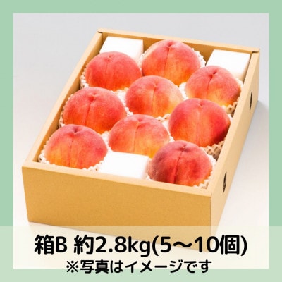 山梨 萩原フルーツ農園の桃　白桃B (約2.8kg 5～10個入)【配送不可地域：離島】