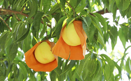 桃 2025年 先行予約 ご家庭用 岡山 白桃 5玉~9玉 2.0kg 前後 もも 岡山県産 国産 フルーツ 果物 雅桃園