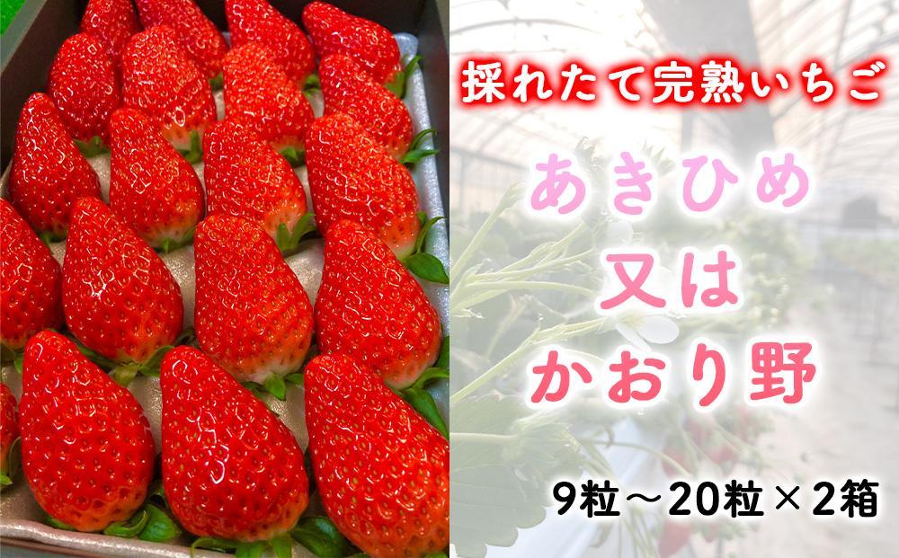 先行予約・数量限定！ 採れたて完熟いちご あきひめ又はかおり野 9粒～20粒×2箱 232238_CK01-PR