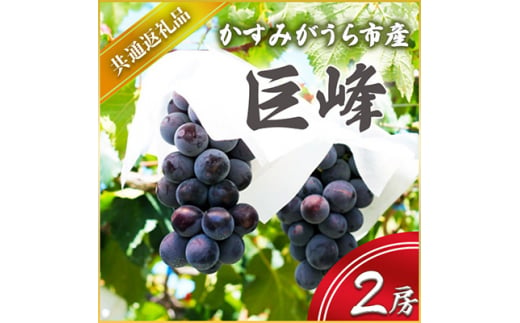 ＜2024年8月より順次発送予定＞巨峰　2房(県内共通返礼品:かすみがうら市産)【1401736】