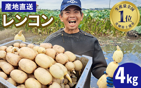 【先行予約】レンコン 4kg ◇ ｜ 収穫仕立て 産地直送 れんこん 蓮根 蓮 甘み シャキシャキ 茨城県 土浦市産 ※2026年9月～発送