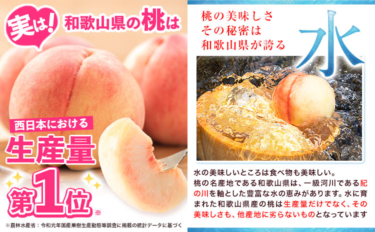 桃 もも【2027年先行予約】和歌山県産 紀の里の桃 【2ヶ月定期便】約2kg (6-8玉入り) 2回 お届け《2027年6月中旬-8月中旬頃出荷》 桃 2025年 先行 桃 先行予約2025 もも2